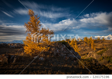 Golden autumn trees in scenic Altai mountains landscape 120175196