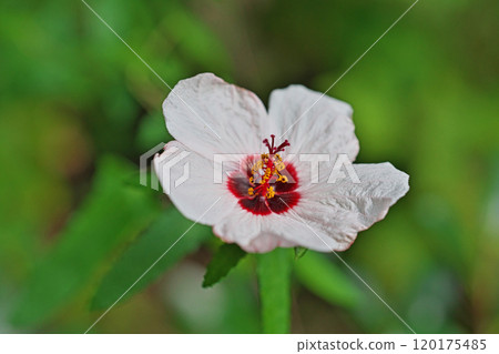 白色高砂芙蓉花(秋天、十月) 白色高砂芙蓉花(秋天、十月) 120175485