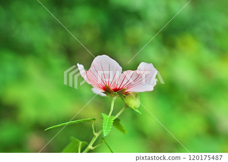 White Hibiscus hilosum flowers (autumn, October) 120175487