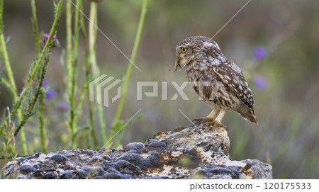 Little Owl 120175533