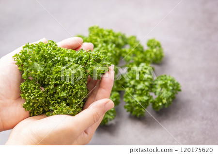 拿著歐芹的手 拿著歐芹的手 120175620