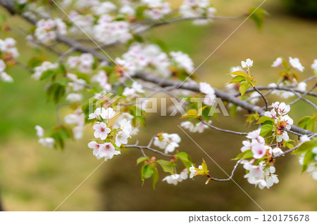 鹽灶神社,大島櫻,大島櫻,包裹櫻餅的葉子是用鹽醃製的 鹽灶神社,大島櫻,大島櫻,包裹櫻餅的葉子是用鹽醃製的 120175678