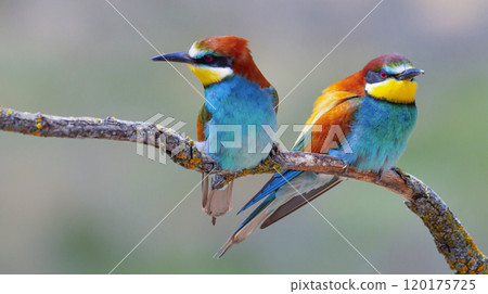 Bee-eater 120175725