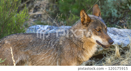 Iberian Wolf, Zamora, Spain Iberian Wolf, Zamora, Spain 120175915