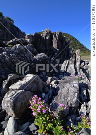 岩石地帶盛開的秋天(高知縣四國、室戶岬) 岩石地帶盛開的秋天(高知縣四國、室戶岬) 120175982