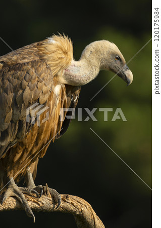 Eurasian Griffon Vulture 120175984