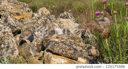 Little Owl 120175986