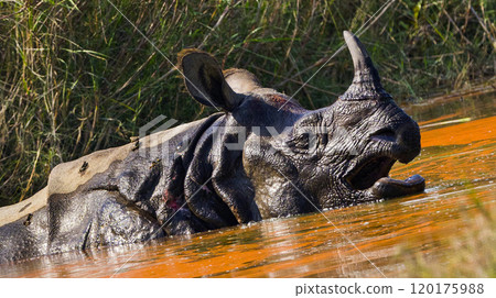 Greater One-horned Rhinoceros, Royal Bardia National Park, Nepal Greater One-horned Rhinoceros, Royal Bardia National Park, Nepal 120175988