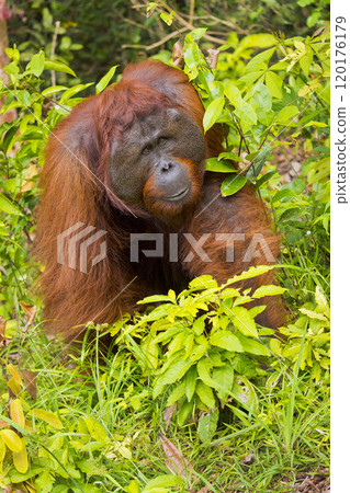 Orangutan, Tanjung Puting National Park, Indonesia Orangutan, Tanjung Puting National Park, Indonesia 120176179