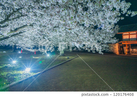 Illumination of cherry blossoms inside the main enclosure [Matsushiro Castle ruins] 120176408