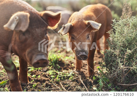 Go pig or go home. Shot of pigs roaming around on a farm. 120176610