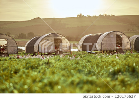 Well be up at the crack of dawn. Shot of chickens and a henhouse on a farm. Well be up at the crack of dawn. Shot of chickens and a henhouse on a farm. 120176627