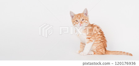 Cute red kitten on a light background Cute red kitten on a light background 120176936