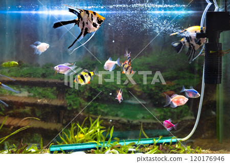 Decorative bright fish in an aquarium 120176946
