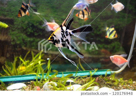 Decorative bright fish in an aquarium 120176948