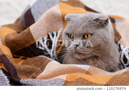 Gray Scottish Cat With Yellow Eyes Sitting In Plaid Plaid Gray Scottish Cat With Yellow Eyes Sitting In Plaid Plaid 120176974