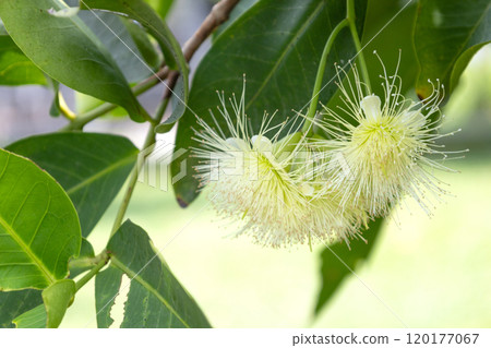 Blooming rose apple flowers on a tree Blooming rose apple flowers on a tree 120177067