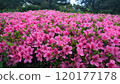 Stunning pink Azalea blossoms in full bloom 120177178