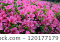 Stunning pink Azalea blossoms in full bloom 120177179