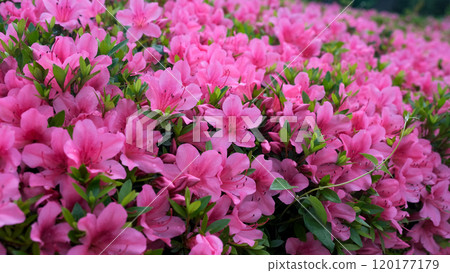 Stunning pink Azalea blossoms in full bloom Stunning pink Azalea blossoms in full bloom 120177179