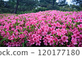 Stunning pink Azalea blossoms in full bloom 120177180