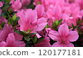 Stunning pink Azalea blossoms in full bloom 120177181