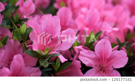 Stunning pink Azalea blossoms in full bloom Stunning pink Azalea blossoms in full bloom 120177181