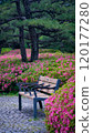 Public park bench surrounded by vibrant pink azalea blossoms in full bloom, showcasing garden beauty and spring colors. Ideal for nature, floral, and outdoor themes, capturing vibrant landscapes. 120177280