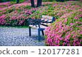 Public park bench surrounded by vibrant pink azalea blossoms in full bloom, showcasing garden beauty and spring colors. Ideal for nature, floral, and outdoor themes, capturing vibrant landscapes. 120177281