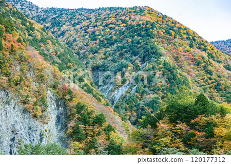 長野縣澤渡市的秋葉環繞的山景@秋天 120177312