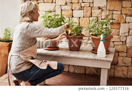 Looking after my children. Cropped shot of a relaxed senior woman tending to her marijuana plants and making sure its growing properly outside at home. Looking after my children. Cropped shot of a relaxed senior woman tending to her marijuana plants and making sure its growing properly outside at home. 120177316