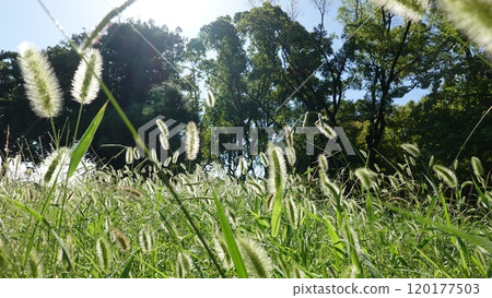 Many foxtails 120177503