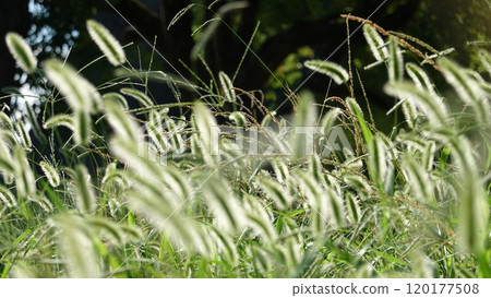 Many foxtails 120177508