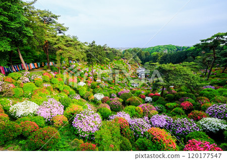 Tokyo, Ome City, Spring, Shiofune Kannonji Temple 120177547