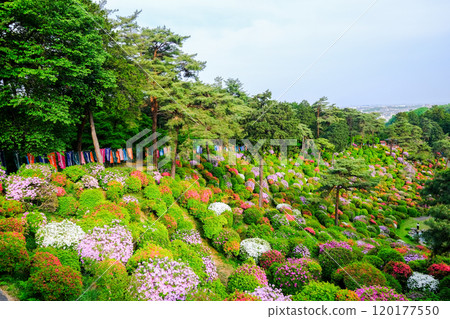 Tokyo, Ome City, Spring, Shiofune Kannonji Temple 120177550