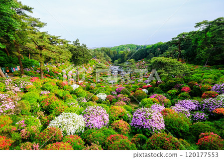 Tokyo, Ome City, Spring, Shiofune Kannonji Temple 120177553