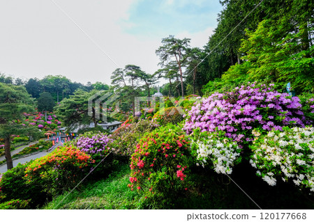 Tokyo, Ome City, Spring, Shiofune Kannonji Temple Tokyo, Ome City, Spring, Shiofune Kannonji Temple 120177668