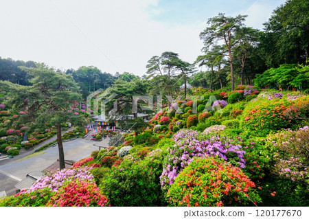 Tokyo, Ome City, Spring, Shiofune Kannonji Temple Tokyo, Ome City, Spring, Shiofune Kannonji Temple 120177670