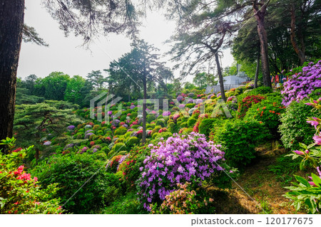 Tokyo, Ome City, Spring, Shiofune Kannonji Temple Tokyo, Ome City, Spring, Shiofune Kannonji Temple 120177675