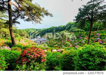 Tokyo, Ome City, Spring, Shiofune Kannonji Temple 120177678