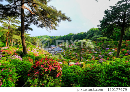 Tokyo, Ome City, Spring, Shiofune Kannonji Temple 120177679