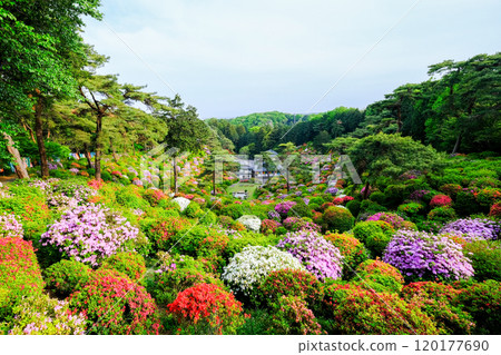 Tokyo, Ome City, Spring, Shiofune Kannonji Temple 120177690