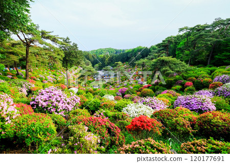 Tokyo, Ome City, Spring, Shiofune Kannonji Temple 120177691