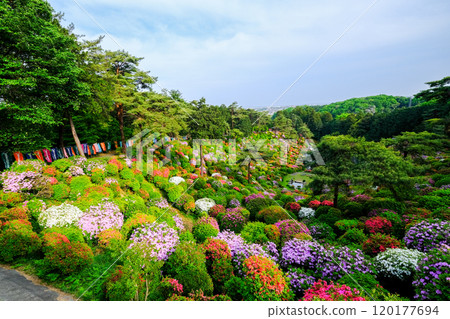 Tokyo, Ome City, Spring, Shiofune Kannonji Temple Tokyo, Ome City, Spring, Shiofune Kannonji Temple 120177694