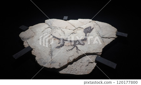 Dinosaur fossil 120177800