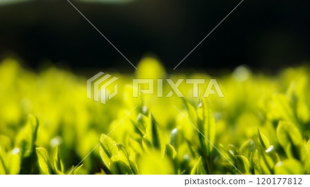 New tea leaves (green tea) 120177812