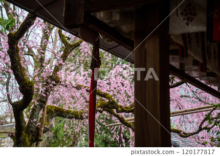 Red weeping cherry tree at Suika Tenmangu Shrine 120177817