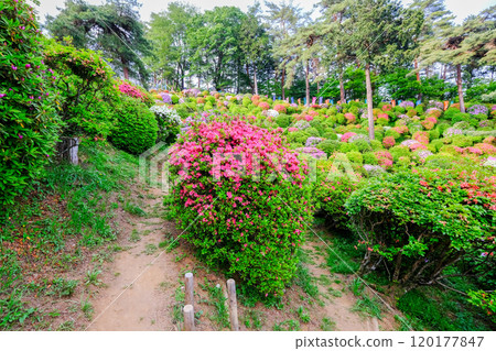 春天，青梅市，東京，鹽船觀音寺 120177847