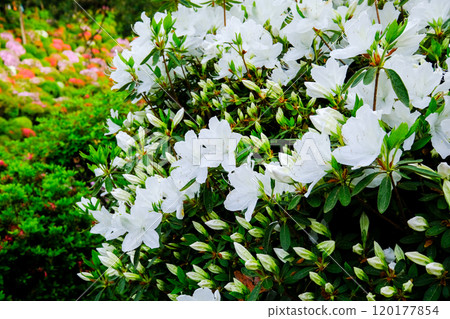 Tokyo, Ome City, Spring, Shiofune Kannonji Temple 120177854