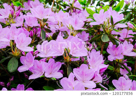 Tokyo, Ome City, Spring, Shiofune Kannonji Temple 120177856